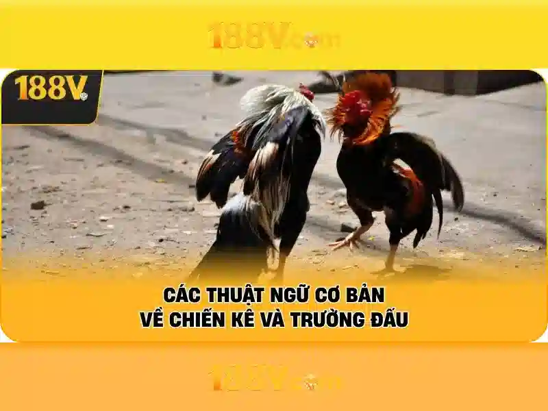 188v còn: Nền tảng đổi mới và trải nghiệm người dùng